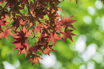 春に紅葉するモミジ