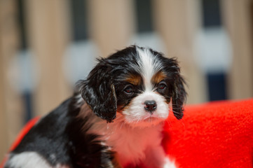 cavalier puppy portrait close up 