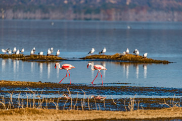 Two lone flamingoes walking along lake foreshore. In the background are other water birds. Water reflections. Copy space. Lake Nakuru, Kenya, Great Rift Valley, Africa. 