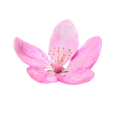 Naklejka na ściany i meble Pink flower from sakura tree isolated on white background. Macro close up studio shot