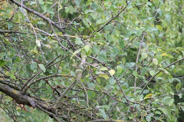 Baum