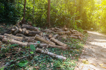 pile of rubber wood log at Phatthalung, Thailand