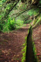 Beautiful landscape view of the hiking path in nature on the green island Madeira during a hike along the famous levada´s