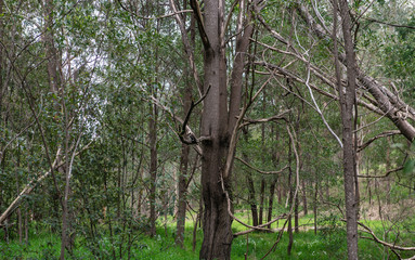 Fototapeta premium tree in the forest