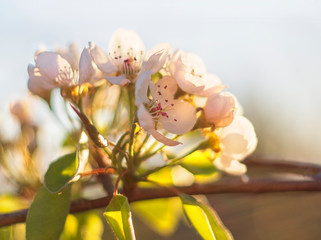 Pear tree flowers at sunset close-up