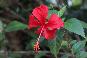Chinese hibiscus red