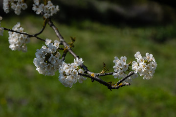 Fleurs de cerisier