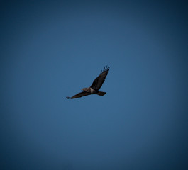 Obraz premium Buzzard in flight