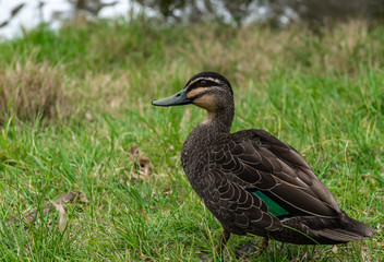 duck on the grass