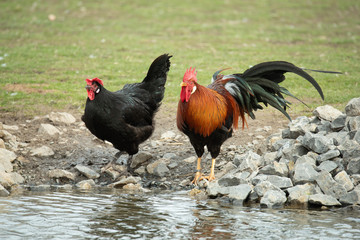 Rooster and hen