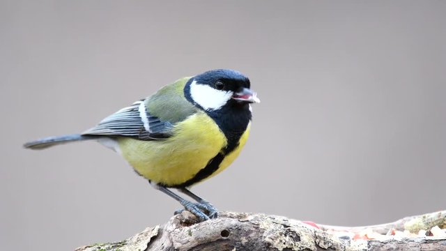 Great tit (Parus major) eats seeds and nuts on the winter bird feeder