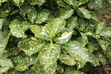 leaf, green, plant, nature, water, leaves, garden, rain, fresh, drops, mint, spring, dew, natural, macro, food, herb, drop, close-up, flora, grass, wet, summer, growth, foliage