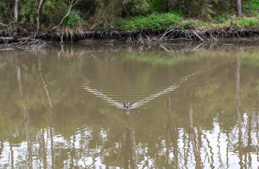 lake in forest