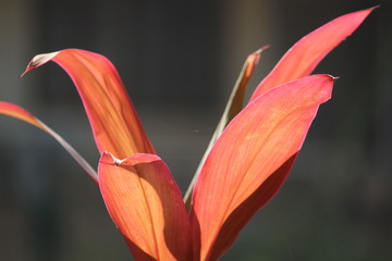 plant in sunlight