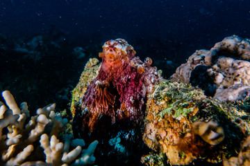 Coral reefs and water plants in the Red Sea, Eilat Israel