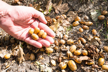 hand with five acorns in woods