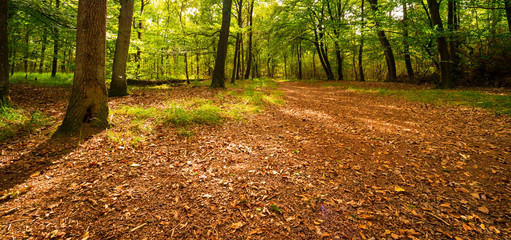 hiking path with brown leaves in national park Oisterwijkse Vennen,  The Netherlands. Banner