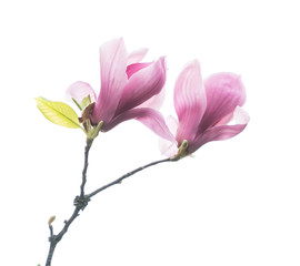 magnolia flower spring branch isolated on white background