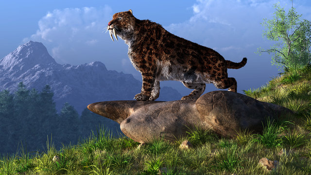 A saber-toothed cat stands atop a boulder on a grassy hill. The ferocious prehistoric predator looks down into a tree filled ice age valley rimmed with snow covered mountains. 3D Rendering