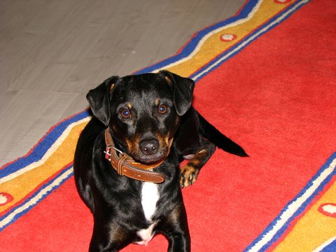 Hund