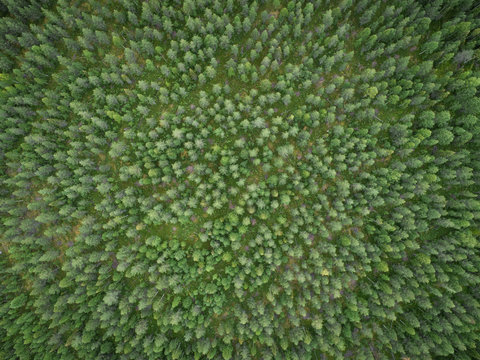 Aerial view of green boreal aka taiga forest in summer © Jamo Images