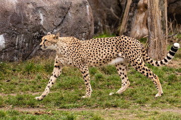 Gepard