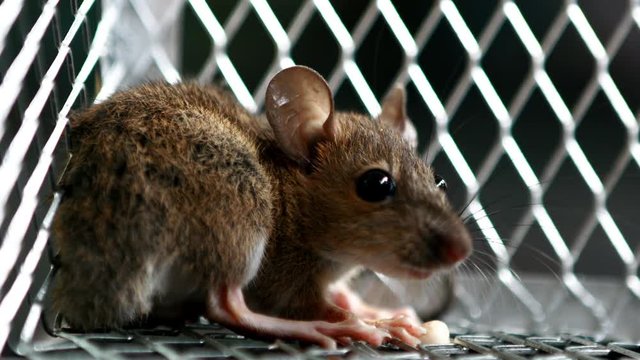 rat traped in mousetrap
