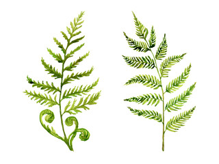 Fern leaf Isolate © ElenaDoroshArt