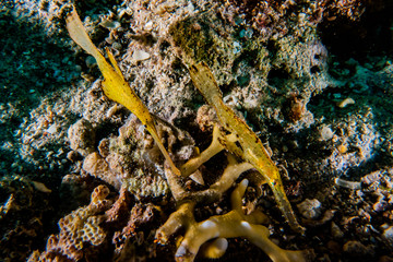 Coral reefs and water plants in the Red Sea, Eilat Israel