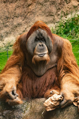 Orang-Utan