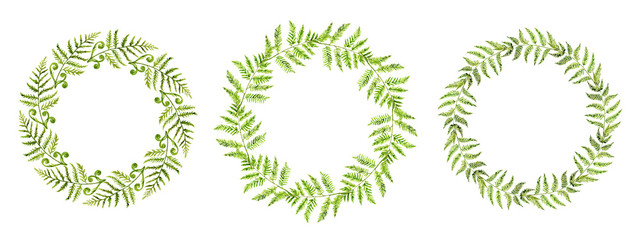 Fern leaf painted with watercolor on a white background. Forest herbs. Green forest branches.