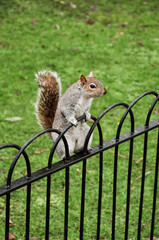 Squirrel sitting on fence