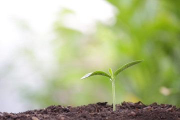 Young green plant with dew growing