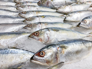 Fototapeta premium Small mackerel fish or Pla too in Thai freezing on ice