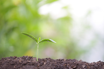 Young green plant with dew growing