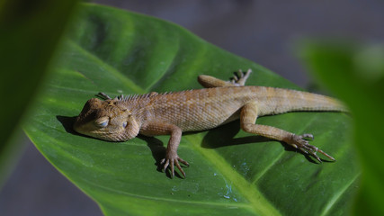 Chameleon on the leaves