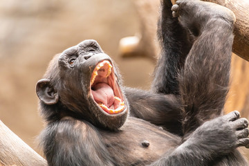 Schimpanse - obrazy, fototapety, plakaty