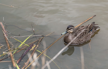 duck in water