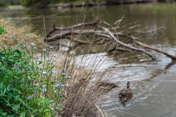 grass and water