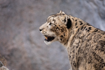 Schneeleopard