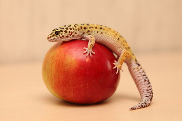 Gecko is sitting on the Apple