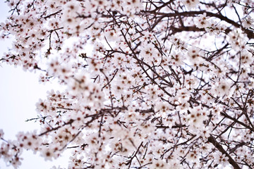 Spring blossoms.