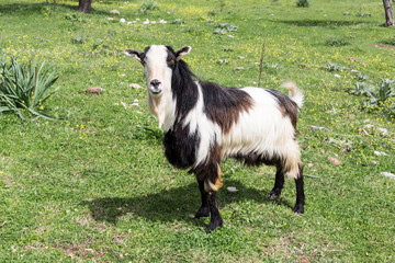 Obraz premium The goat standing on a meadow closeup