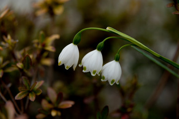 Delicate Lily of the Valley flower (Convallaria majalis) isolated on blurred background.