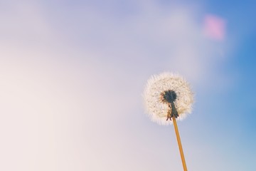 Delicate white fluffy dandelion flower with clear blue sky and sunlight on background, natural green blurred spring background, selective focus. Summer landscape.