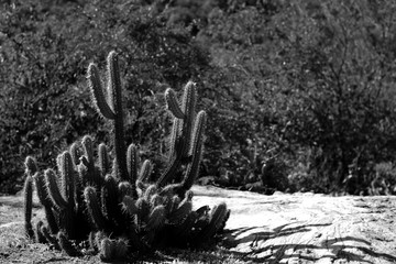 Cacto em preto e branco