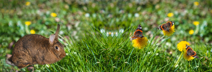 Easter holiday concept: Easter rabbit and butterflies on the yellow dandelion on the spring lawn on sunny day