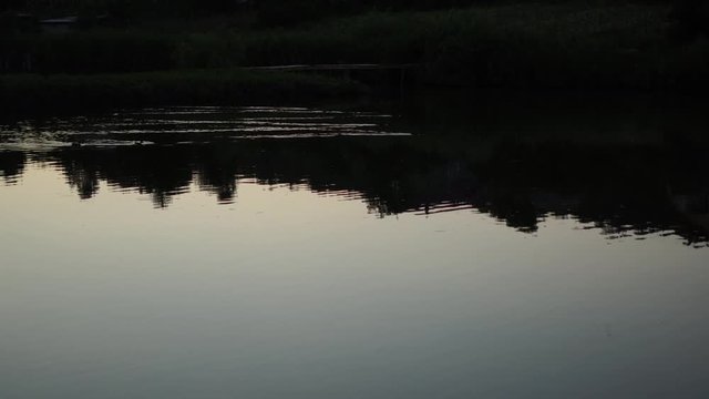 Peaceful lake in the golden hour with tree reflections, ducks gliding and gentle water rippling