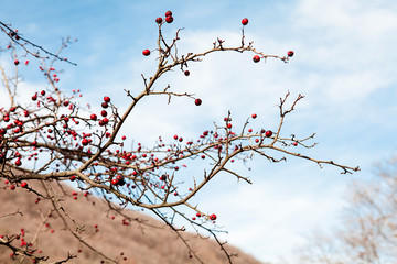 tree branch with buds background, spring