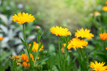 Flowers of calendula blossom in the garden among the green grass_